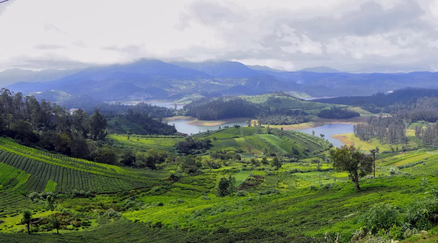 Ooty